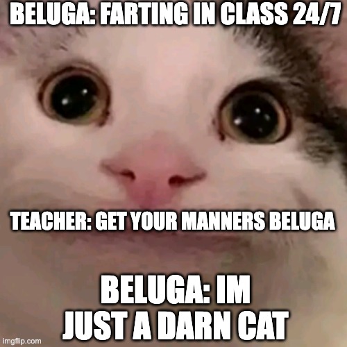 Beluga | BELUGA: FARTING IN CLASS 24/7; TEACHER: GET YOUR MANNERS BELUGA; BELUGA: IM JUST A DARN CAT | image tagged in beluga | made w/ Imgflip meme maker