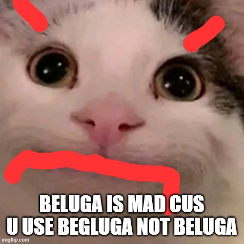 Beluga | BELUGA IS MAD CUS U USE BEGLUGA NOT BELUGA | image tagged in beluga | made w/ Imgflip meme maker