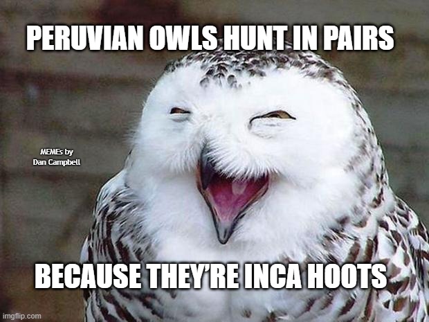 owl happy | PERUVIAN OWLS HUNT IN PAIRS; MEMEs by Dan Campbell; BECAUSE THEY’RE INCA HOOTS | image tagged in owl happy | made w/ Imgflip meme maker