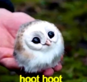 High Quality Cute owl Blank Meme Template