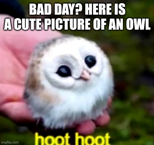 Bad day? | BAD DAY? HERE IS A CUTE PICTURE OF AN OWL | image tagged in cute owl | made w/ Imgflip meme maker