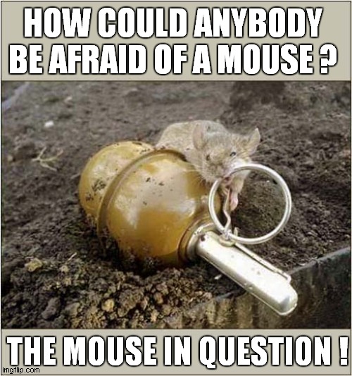 One Scary Rodent ! | HOW COULD ANYBODY
BE AFRAID OF A MOUSE ? THE MOUSE IN QUESTION ! | image tagged in mouse,grenade,dark humour | made w/ Imgflip meme maker