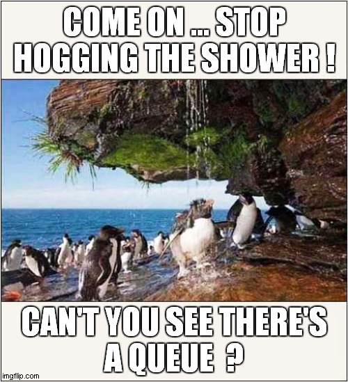 A Somewhat Selfish Penguin ! | COME ON ... STOP HOGGING THE SHOWER ! CAN'T YOU SEE THERE'S
A QUEUE  ? | image tagged in penguins,shower | made w/ Imgflip meme maker