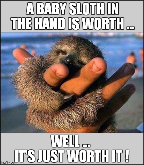To Make You Smile ! | A BABY SLOTH IN THE HAND IS WORTH ... WELL ... 
IT'S JUST WORTH IT ! | image tagged in proverb,sloth | made w/ Imgflip meme maker