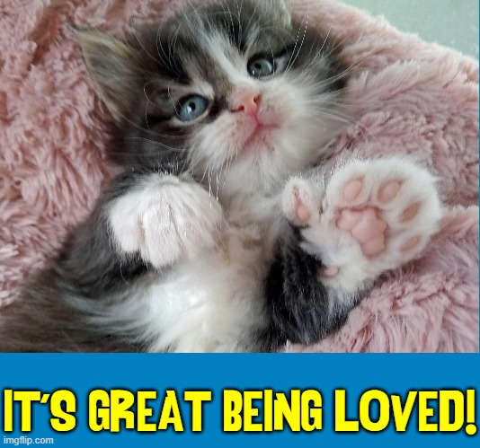 Polydactyl Cats Need Love, too! | IT'S GREAT BEING LOVED! | image tagged in vince vance,cats,memes,here kitty,meow,i love cats | made w/ Imgflip meme maker