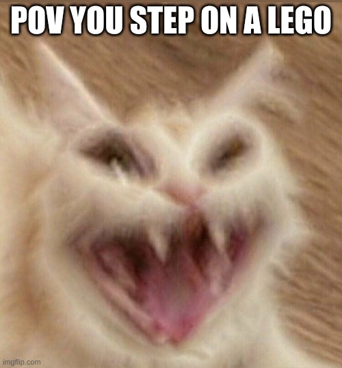 POV YOU STEP ON A LEGO | image tagged in cat,wtf | made w/ Imgflip meme maker