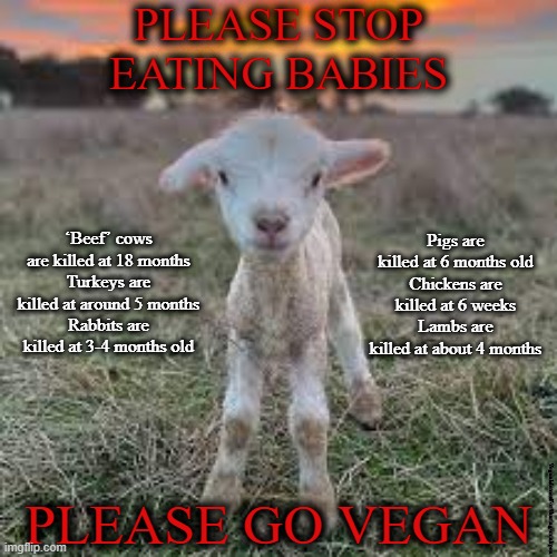 Babies | PLEASE STOP
EATING BABIES; ‘Beef’ cows are killed at 18 months
Turkeys are killed at around 5 months
Rabbits are killed at 3-4 months old; Pigs are
killed at 6 months old
Chickens are
killed at 6 weeks
Lambs are
killed at about 4 months; PLEASE GO VEGAN; VeganMemesForSharing/minkpen | image tagged in vegan,farming,bacon,lamb,chicken,beef | made w/ Imgflip meme maker