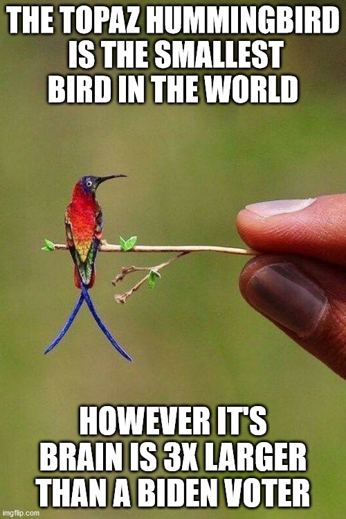 THE TOPAZ HUMMINGBIRD
 IS THE SMALLEST BIRD IN THE WORLD; HOWEVER IT'S BRAIN IS 3X LARGER THAN A BIDEN VOTER | made w/ Imgflip meme maker