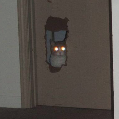 Cat staring through the door Blank Meme Template