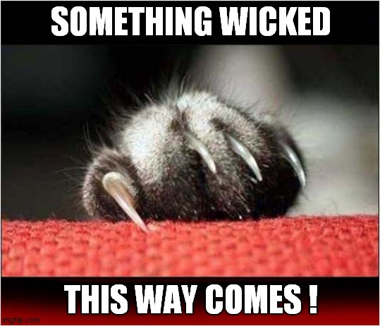 Be Afraid, Be Very Afraid Of This Cat | SOMETHING WICKED; THIS WAY COMES ! | image tagged in cats,claws,be afraid | made w/ Imgflip meme maker