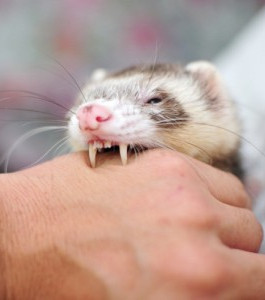 Ferret biting Blank Meme Template