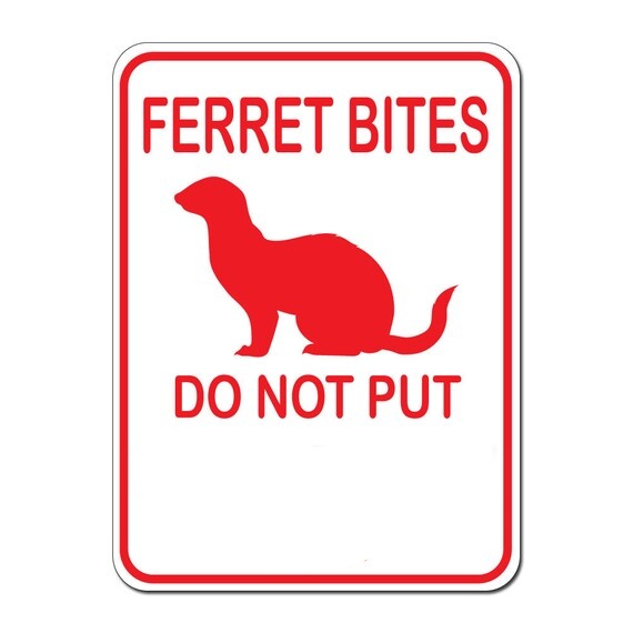 Ferret bites 2 Blank Meme Template