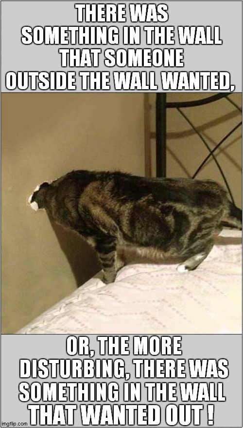 Cat Investigates Hole In The Wall | THERE WAS SOMETHING IN THE WALL THAT SOMEONE OUTSIDE THE WALL WANTED, OR, THE MORE DISTURBING, THERE WAS SOMETHING IN THE WALL; THAT WANTED OUT ! | image tagged in cats,hole,big bang theory | made w/ Imgflip meme maker