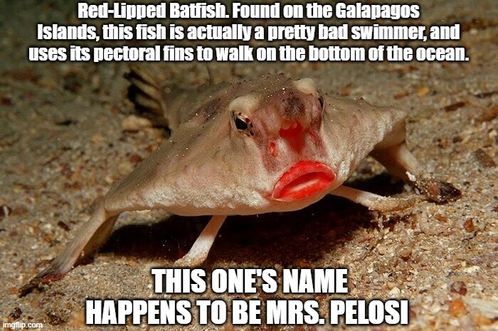Red-Lipped Batfish. Found on the Galapagos Islands, this fish is actually a pretty bad swimmer, and uses its pectoral fins to walk on the bottom of the ocean. THIS ONE'S NAME HAPPENS TO BE MRS. PELOSI | image tagged in fish,meme | made w/ Imgflip meme maker