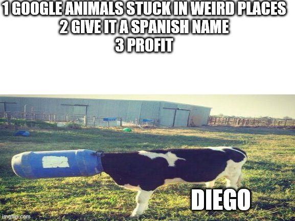 Profit | 1 GOOGLE ANIMALS STUCK IN WEIRD PLACES
2 GIVE IT A SPANISH NAME
3 PROFIT; DIEGO | image tagged in funny memes | made w/ Imgflip meme maker