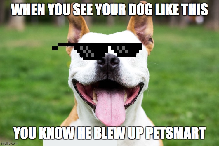Dogs be like... | WHEN YOU SEE YOUR DOG LIKE THIS; YOU KNOW HE BLEW UP PETSMART | image tagged in dogs,too funny,funny animals,mlg doge,lol so funny,lol didnt read | made w/ Imgflip meme maker
