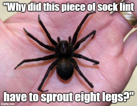 Funny meme: "Why did this piece of sock lint have to sprout eight legs?" | "Why did this piece of sock lint; have to sprout eight legs?" | image tagged in memes,funny memes,spider,spiders,hairy legs,scary | made w/ Imgflip meme maker