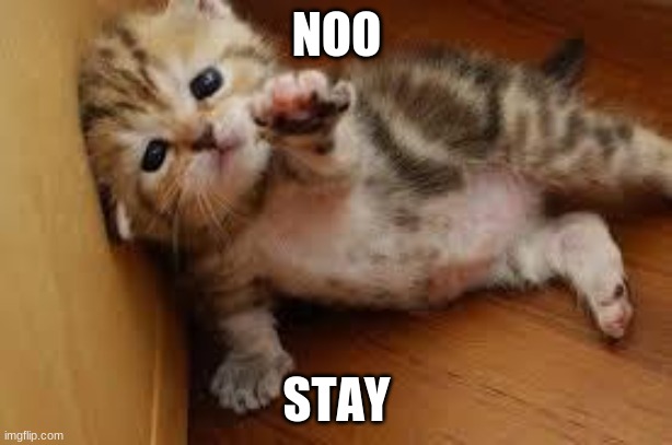 Sad Kitten Goodbye | NOO STAY | image tagged in sad kitten goodbye | made w/ Imgflip meme maker