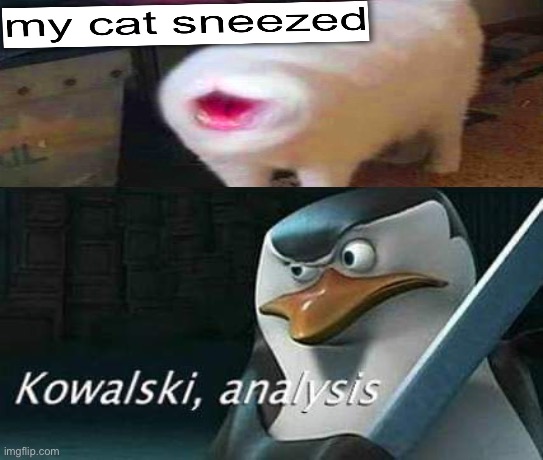 kowalski, analysis | image tagged in kowalski analysis,my cat sneezed | made w/ Imgflip meme maker