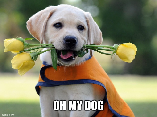 Cute dog | OH MY DOG | image tagged in cute dog | made w/ Imgflip meme maker