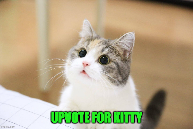 Cat | UPVOTE FOR KITTY | image tagged in cute cat | made w/ Imgflip meme maker