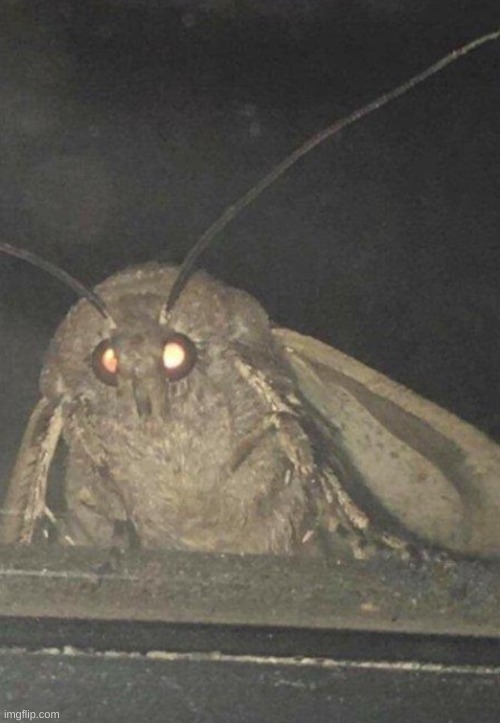 Moth | image tagged in moth | made w/ Imgflip meme maker
