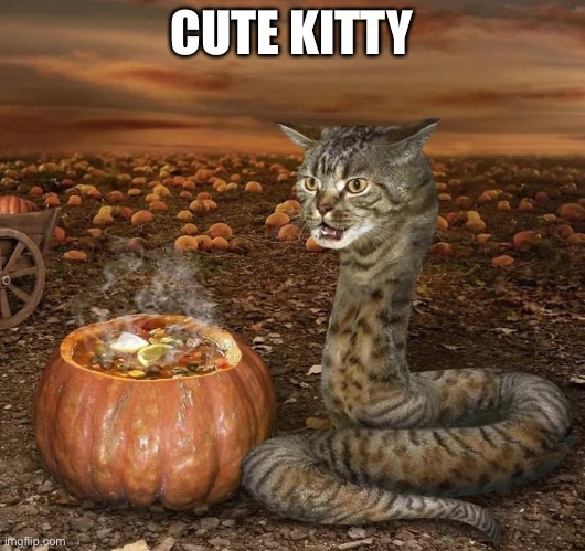 So cute! | CUTE KITTY | made w/ Imgflip meme maker