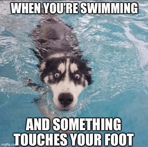 Any one else or just me? |  WHEN YOU’RE SWIMMING; AND SOMETHING TOUCHES YOUR FOOT | image tagged in lol | made w/ Imgflip meme maker