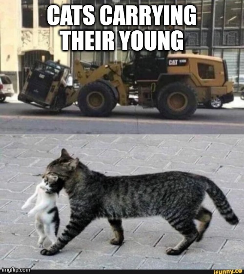 Cat | CATS CARRYING THEIR YOUNG | image tagged in cats | made w/ Imgflip meme maker