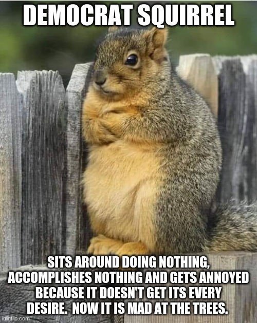 Protest trees | DEMOCRAT SQUIRREL; SITS AROUND DOING NOTHING, ACCOMPLISHES NOTHING AND GETS ANNOYED BECAUSE IT DOESN'T GET ITS EVERY DESIRE.  NOW IT IS MAD AT THE TREES. | image tagged in annoyed squirrel,protest trees,free housing for all squirrels,ban birds,deport cats,tax bird feeders | made w/ Imgflip meme maker