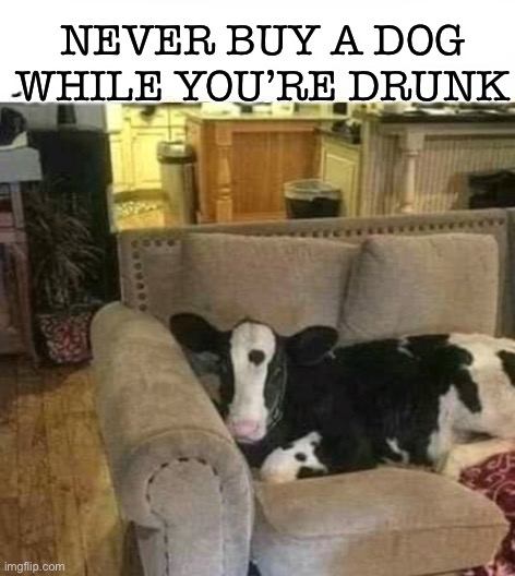 Not when you’re drunk! ;) | NEVER BUY A DOG WHILE YOU’RE DRUNK | image tagged in memes,funny,cow,dogs,drunk,lmao | made w/ Imgflip meme maker