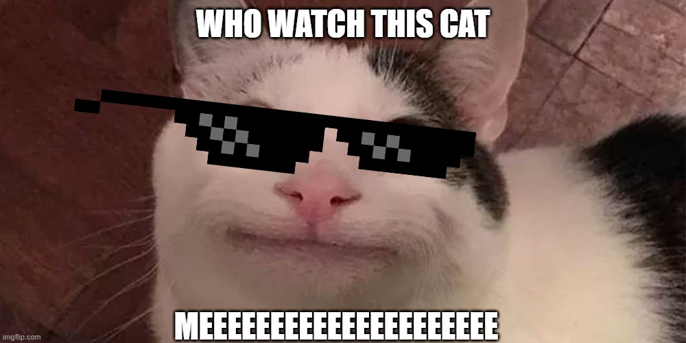 begula | WHO WATCH THIS CAT; MEEEEEEEEEEEEEEEEEEEEE | image tagged in beluga | made w/ Imgflip meme maker