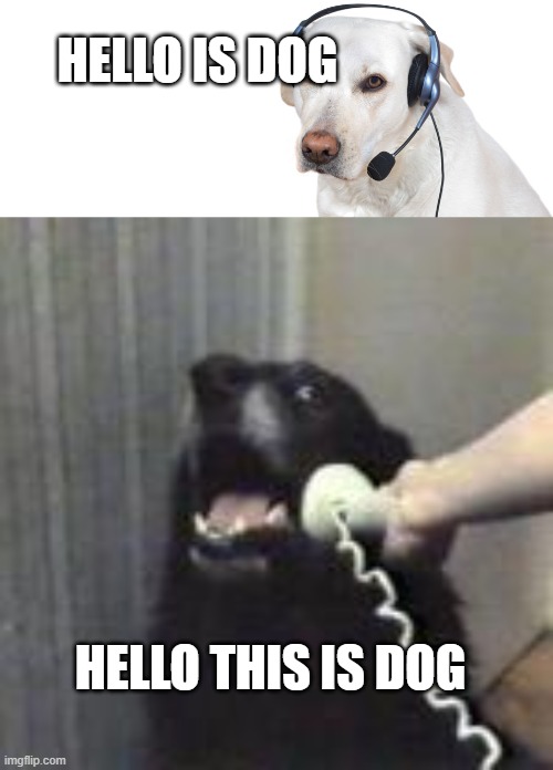 is dog? | HELLO IS DOG; HELLO THIS IS DOG | made w/ Imgflip meme maker