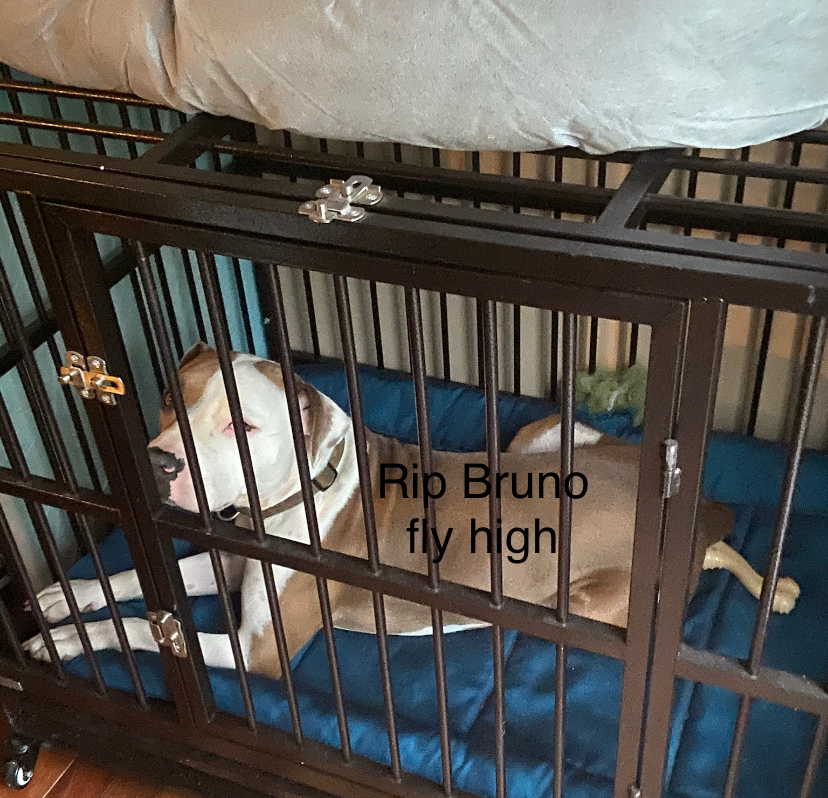 High Quality Rip Bruno Blank Meme Template