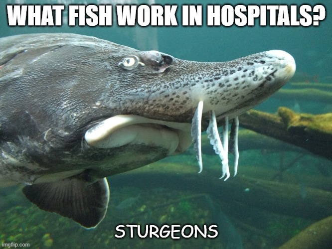 Daily Bad Dad Joke Nov 1 2021 | WHAT FISH WORK IN HOSPITALS? STURGEONS | image tagged in sturgeon's warning | made w/ Imgflip meme maker