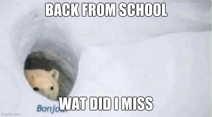 Bonjour Bear | BACK FROM SCHOOL; WAT DID I MISS | image tagged in bonjour bear | made w/ Imgflip meme maker