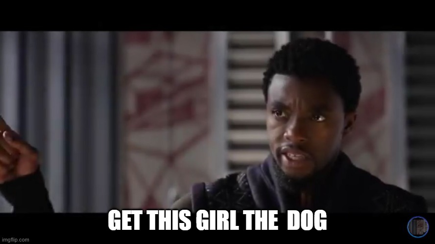 Black Panther - Get this man a shield | GET THIS GIRL THE  DOG | image tagged in black panther - get this man a shield | made w/ Imgflip meme maker