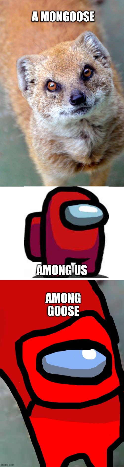 I know among us memes are dead but i had to | A MONGOOSE; AMONG GOOSE; AMONG US | image tagged in blank white template | made w/ Imgflip meme maker