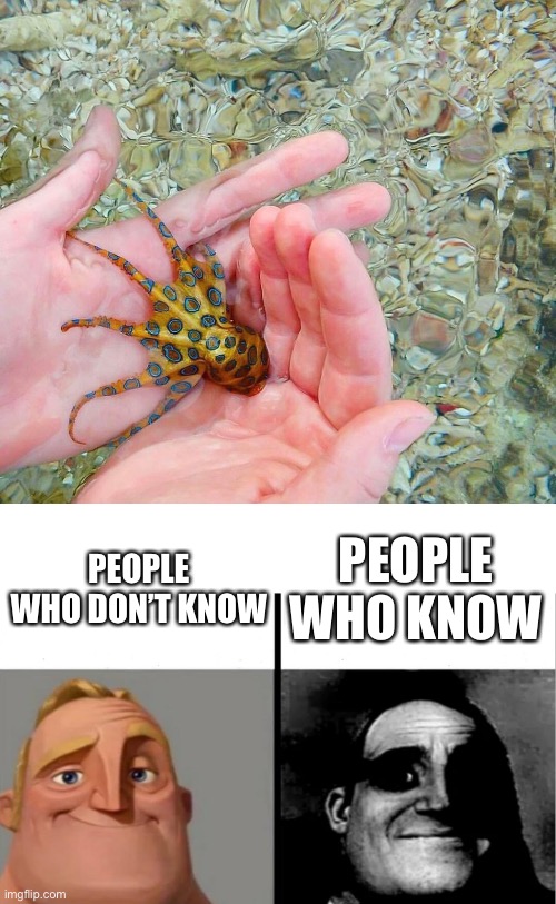 Blue Ringed Octopus | PEOPLE WHO KNOW; PEOPLE WHO DON’T KNOW | image tagged in octopus,wildlife,funny,dangerous | made w/ Imgflip meme maker