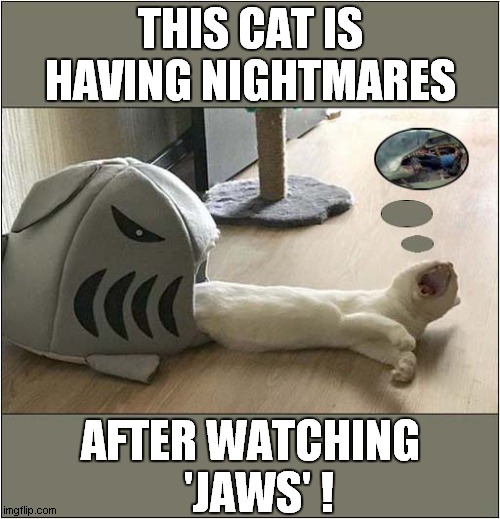 Be Careful What You Let Your Cat  Watch ! | THIS CAT IS HAVING NIGHTMARES; AFTER WATCHING
  'JAWS' ! | image tagged in cats,nightmare,jaws | made w/ Imgflip meme maker