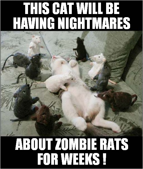 A Mean Owner ! | THIS CAT WILL BE
HAVING NIGHTMARES; ABOUT ZOMBIE RATS
FOR WEEKS ! | image tagged in cats,nightmares,rats,toys | made w/ Imgflip meme maker