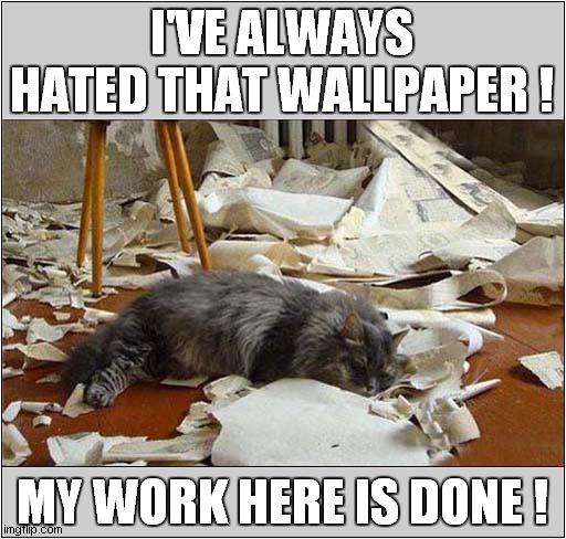 A Very Critical Cat ! | I'VE ALWAYS HATED THAT WALLPAPER ! MY WORK HERE IS DONE ! | image tagged in cats,wallpaper,criticism | made w/ Imgflip meme maker