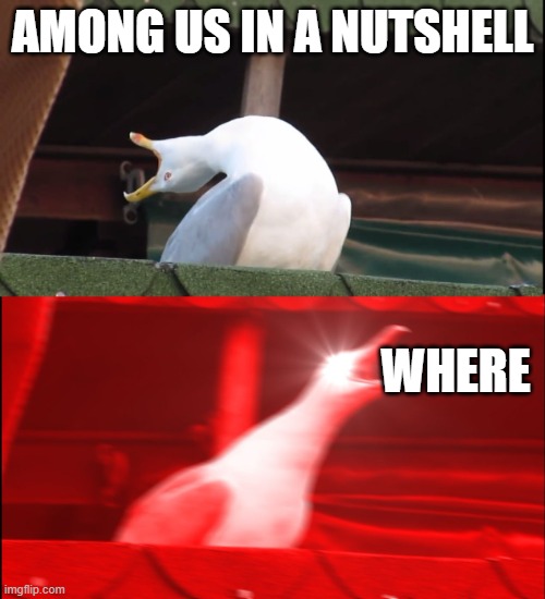 Screaming bird | AMONG US IN A NUTSHELL; WHERE | image tagged in screaming bird | made w/ Imgflip meme maker