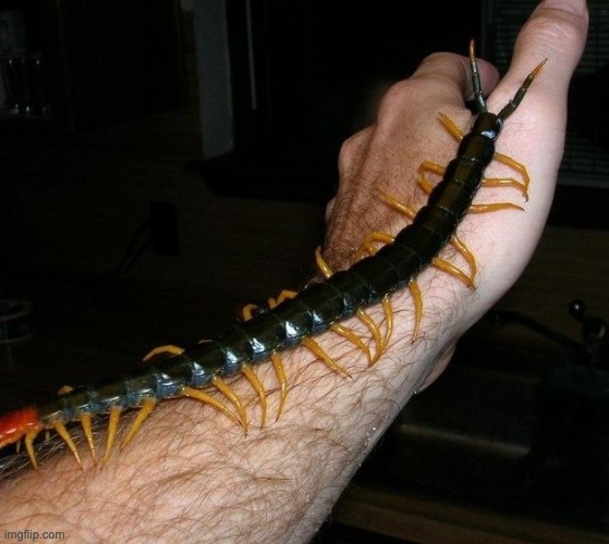 Giant Centipede | image tagged in giant centipede | made w/ Imgflip meme maker