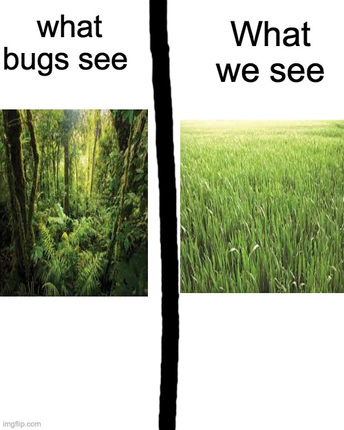 My parents are fight at 3:31 to see who takes the kid | What we see; what bugs see | image tagged in memes,blank transparent square | made w/ Imgflip meme maker