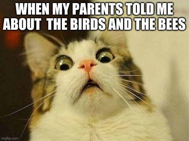 Scared Cat | WHEN MY PARENTS TOLD ME ABOUT  THE BIRDS AND THE BEES | image tagged in memes,scared cat | made w/ Imgflip meme maker