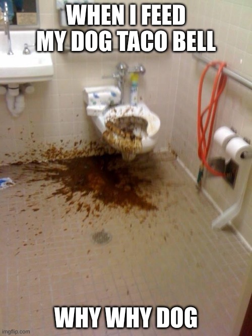 Girls poop too | WHEN I FEED MY DOG TACO BELL; WHY WHY DOG | image tagged in girls poop too | made w/ Imgflip meme maker