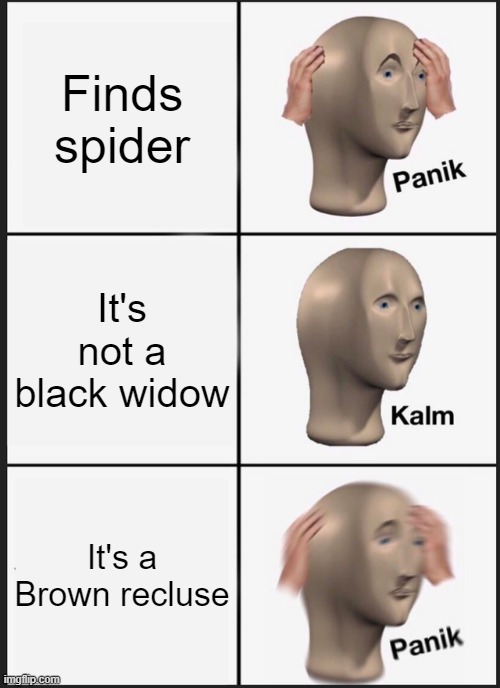 Panik Kalm Panik | Finds spider; It's not a black widow; It's a Brown recluse | image tagged in memes,panik kalm panik | made w/ Imgflip meme maker