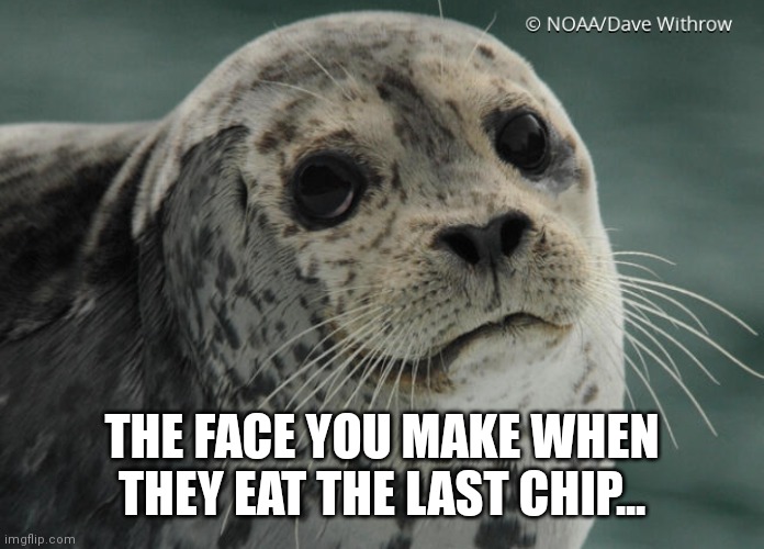 Where did the chip go? | THE FACE YOU MAKE WHEN THEY EAT THE LAST CHIP... | image tagged in funny,seal,animals | made w/ Imgflip meme maker