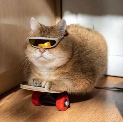 High Quality Cyclops Cat Blank Meme Template